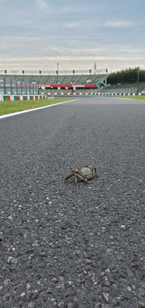 【シュールだw】鈴鹿サーキットにあの生き物が…?「無料でF1観戦できるから羨ましいです…」「敷地内に水路と池が結構あるのね…」