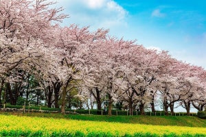 東京・町田市でお花見イベント「2024町田さくらまつりウィーク」開催