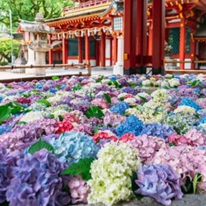 フォトジェニックなスポットとして話題の「花手水」とは? 行ってみたいトップ3は福岡県・太宰府天満宮、京都府・北野天満宮、埼玉県・行田八幡神社