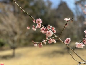 iPhone 15なら花の写真もポートレートモードで撮るべき? - いまさら聞けないiPhoneのなぜ