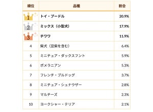 2024年人気の犬種ランキング、チワワや柴犬を抑えた1位は?