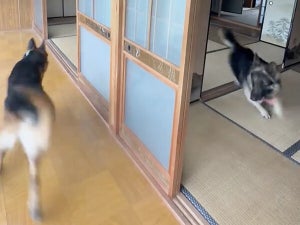 愛犬のための古民家でおいかけっこするワンコがめちゃ楽しそう!「小さい子供みたい」「永遠に見てしまいます」