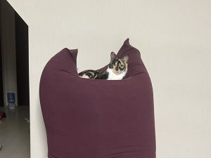 【猫ダメソファ】Yogiboを立たせたら…まさかの結果に「猫様には通用しない」「玉座感がアップしてるw」の声