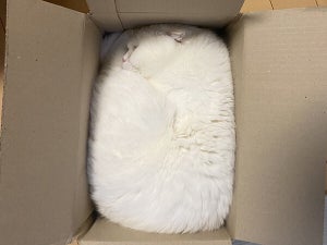 【箱】猫ちゃんの見事な収まりっぷりが「おろしたてのバスタオルかと」「梱包してしまいそう」「笑いましたww」と大反響!!