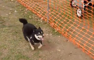 【爆走】“50m走のはずが…柴犬がとった可愛すぎる行動とは?-「シャトルランやん」「一生見ていたい」