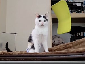 【まだ寝たいニャ】カメラ目線で布団ごと運ばれてく猫ちゃんに「可愛すぎて反則」「好きすぎる」の声