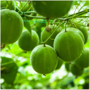 山梨県韮崎市のふるさと納税返礼品・100％植物生まれ! 「天然甘味料・ラカンカ」とは? 