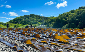 北海道釧路町のふるさと納税返礼品「昆布森産昆布セット」とは? 