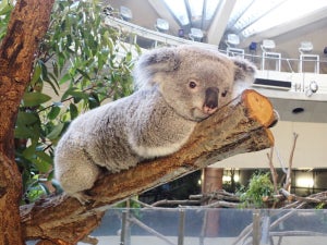 【かわいすぎ】コアラがまさかの「おててないない」ポーズ! 多摩動物公園公式Xの投稿が「癒やされる」と話題に