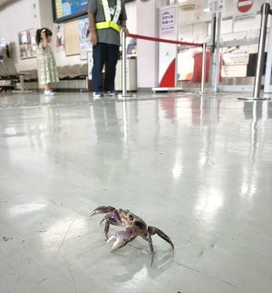 与那国空港に降り立つとまさかのお出迎え! -「ひょーーーーこれは可愛すぎる」「めちゃくちゃテンション上がっちゃいます!」とXで話題