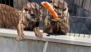 【バリバリ】かじりまくるカワウソの動画がクセになる⁉ - 山口県周南市にある動物園のX投稿に「ステキな音と表情w」「可愛い〜たまらん〜」の声