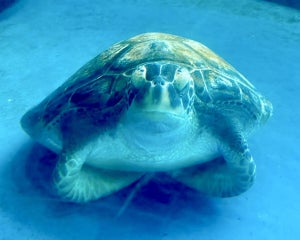 【お見事】猫じゃないけど香箱座り!? 大分県の水族館でカメラがとらえたものは