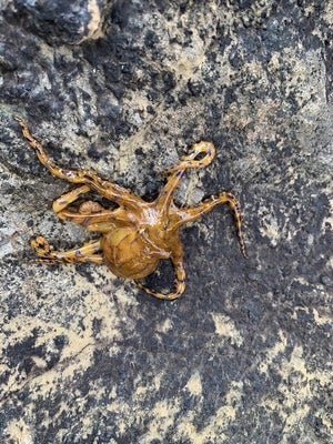 【キケン】海の危険生物「ヒョウモンダコ」が関東近県にも出現