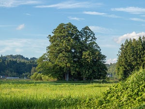 小さな森をよく見てみると、なんとそこには……「素敵な写真」「トトロいそう」「すごく好き」の声!