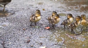 【癒やし】生後2日目のオシドリの赤ちゃんが「かわいい～」「元気に育って欲しい」と大人気 - 和歌山「アドベンチャーワールド」