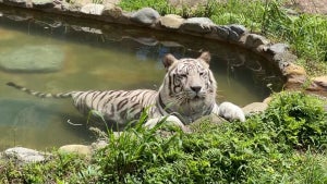 【癒し】ホワイトタイガーの水浴び姿に「超可愛い〜」「まるで人間の入浴だね」と4万いいね集まる