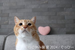 東京・浅草橋で「ねこ休み展」夏の本祭が開催 - 9周年記念トレカの配布も