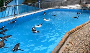 【おかえり】震災から半年、マゼランペンギンが能登の水族館に帰館 -「みんな喜んで泳いでる」「良かった。ただただ、お帰りなさい」の声