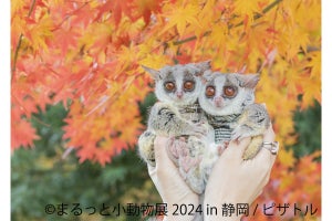 人気作家集結！静岡で「まるっと小動物展」「鳥物語トリストーリー展」開催