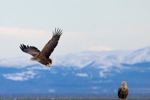 【北海道別海町】野付半島での野鳥観察や氷平線ウォークの魅力、人気のふるさと納税返礼品とは?