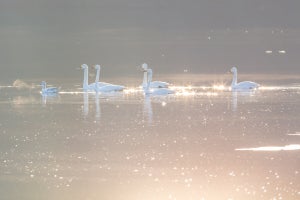 【新潟県柏崎市】白鳥に餌をあげられる! 「長嶺大池」の魅力、人気のふるさと納税返礼品とは? 