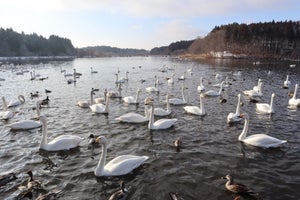 【青森県おいらせ町】白鳥が飛来する「下田公園」の魅力、隠れた名品のふるさと納税返礼品とは? 