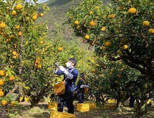 ウエルシア、ウテナとともに人手不足に悩む高知県のゆず農家を支援