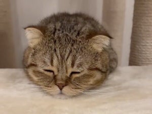 キャットタワーに登るのかと思いきや……予想外の猫ちゃんの行動に「疲れがふっ飛ぶ可愛さ」「とろけた猫ちゃん」「良すぎる」の声!