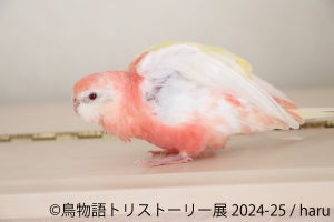 東京・浅草橋で「鳥物語トリストーリー展 2024-25」が開催