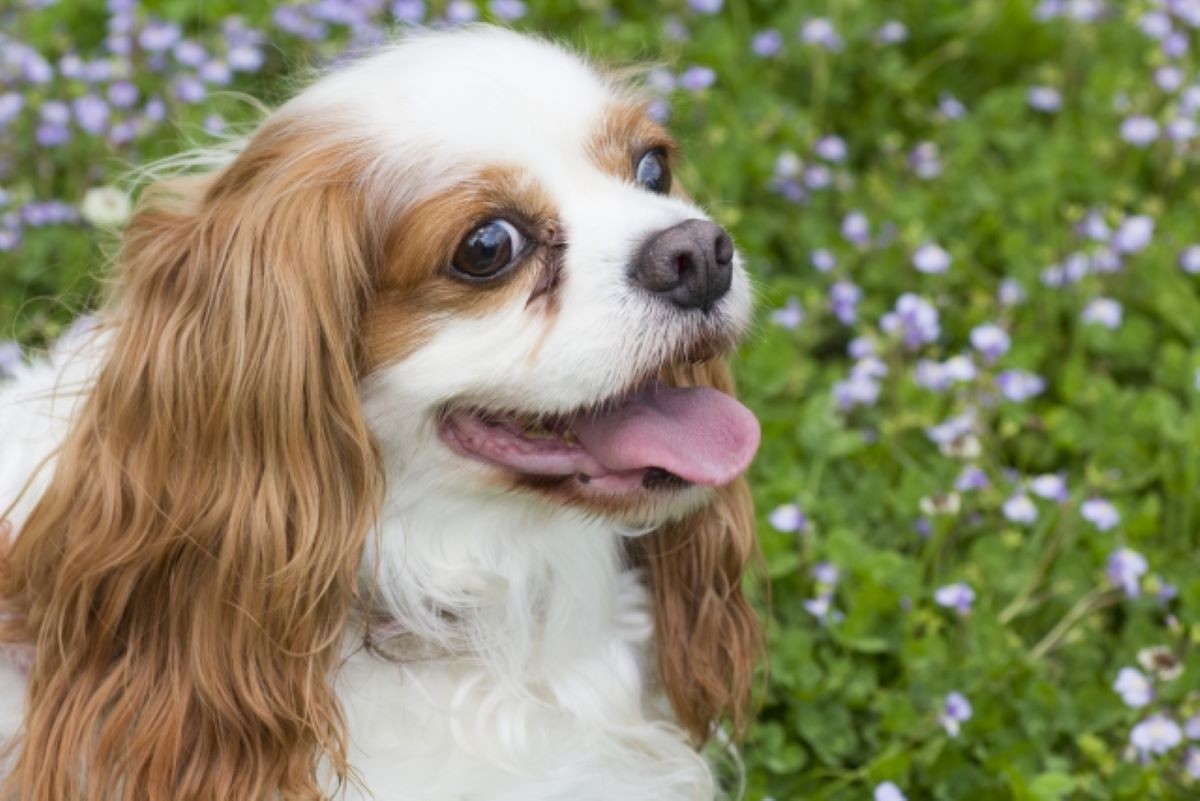 犬種クイズ 第10回 イギリス王室のチャールズ2世が溺愛、大きな垂れ耳を持つ犬! この犬種は?