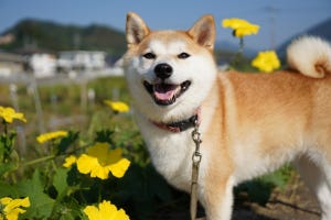 犬種クイズ 第18回 ピンと立った耳に丸まった尻尾が可愛い!この犬種は?