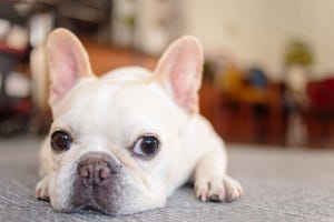 犬種クイズ 第4回 いびきをかいたり、愛嬌ある仕草がたまらない! この犬種は?