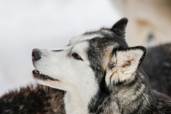 犬種クイズ 第6回 ワイルドな容姿と裏腹に、陽気で友好的な面も! この犬種は?