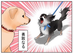 犬種あるある 第1回 【漫画】勇敢なのに臆病な一面も - チワワ編