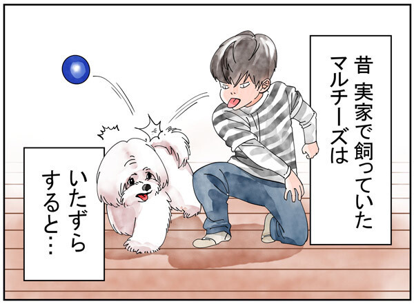 犬種あるある 第10回 【漫画】賢いので、いたずらすると…… - マルチーズ編