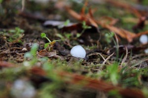 ど～れだ! 1分でデキる英語3択クイズ 第28回 「あられ」を英語でいうと? - "雪"にまつわる表現も紹介