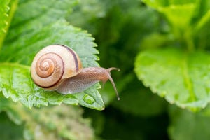 ど～れだ! 1分でデキる英語3択クイズ 第42回 梅雨時に見かける「カタツムリ」! 英語でなんという?