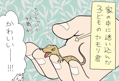 たぶん そのぶん ふたりぶん 第329回 ヤモリを飼うための条件