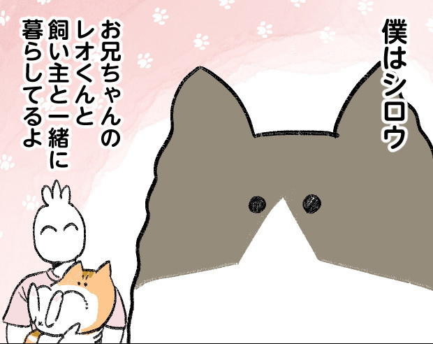 この家の主は僕 第2回 【漫画】ハンモックがお気に入りの弟猫、その時お兄ちゃん猫は―