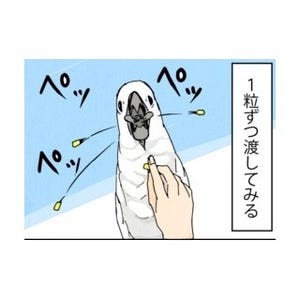 漫画「いたずらオウムの生活雑記」 第120回 やはり、食わぬ