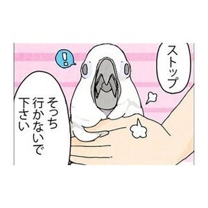 漫画「いたずらオウムの生活雑記」 第141回 オウムにストップをかけてみたら