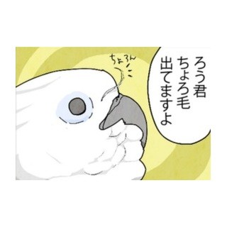 漫画「いたずらオウムの生活雑記」 第145回 オウムのチョロ毛