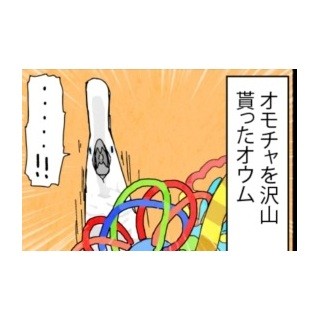 漫画「いたずらオウムの生活雑記」 第153回 たくさんオモチャをもらったオウム