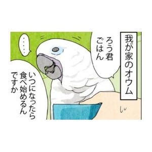 漫画「いたずらオウムの生活雑記」 第179回 目がしょっぱい