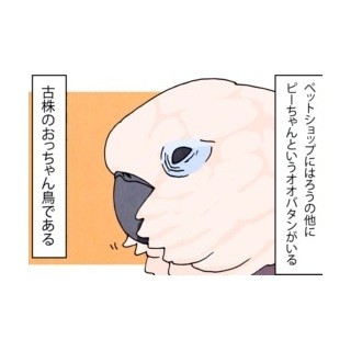 漫画「いたずらオウムの生活雑記」 第18回 ショップにいたもう一羽の鳥