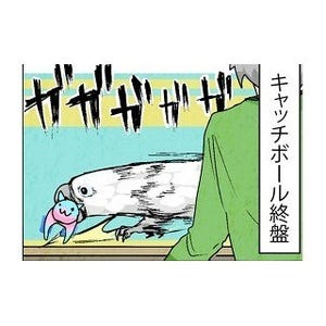 漫画「いたずらオウムの生活雑記」 第189回 キャッチボールの終盤