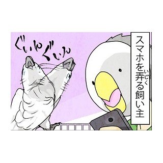 漫画「いたずらオウムの生活雑記」 第190回 スマホをいじると……