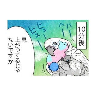 漫画「いたずらオウムの生活雑記」 第191回 お気に入りのオモチャ