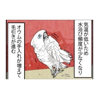 漫画「いたずらオウムの生活雑記」 第195回 冬は色々大変