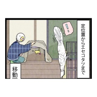 漫画「いたずらオウムの生活雑記」 第232回 コタツまで移動開始